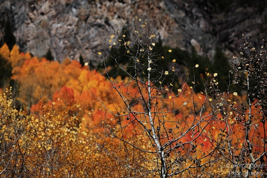 American_Aspen_Populus_Tremuloides_In_Autumn_Maroon_Bells_Aspen_Colorado_Western_USA_Nature_Photography_Canon_EOS_R5_Mark_II_2025_042.JPG