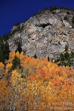 American_Aspen_Populus_Tremuloides_In_Autumn_Maroon_Bells_Aspen_Colorado_Western_USA_Nature_Photography_Canon_EOS_R5_Mark_II_2025_043.JPG