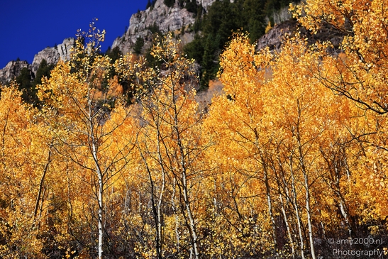 American_Aspen_Populus_Tremuloides_In_Autumn_Maroon_Bells_Aspen_Colorado_Western_USA_Nature_Photography_Canon_EOS_R5_Mark_II_2025_044.JPG