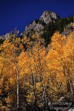 American_Aspen_Populus_Tremuloides_In_Autumn_Maroon_Bells_Aspen_Colorado_Western_USA_Nature_Photography_Canon_EOS_R5_Mark_II_2025_045.JPG
