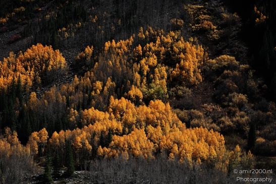 American_Aspen_Populus_Tremuloides_In_Autumn_Maroon_Bells_Aspen_Colorado_Western_USA_Nature_Photography_Canon_EOS_R5_Mark_II_2025_046.JPG