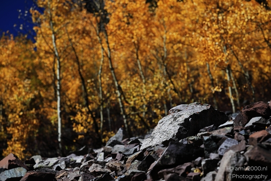 American_Aspen_Populus_Tremuloides_In_Autumn_Maroon_Bells_Aspen_Colorado_Western_USA_Nature_Photography_Canon_EOS_R5_Mark_II_2025_047.JPG
