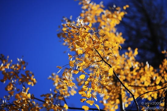 American_Aspen_Populus_Tremuloides_In_Autumn_Maroon_Bells_Aspen_Colorado_Western_USA_Nature_Photography_Canon_EOS_R5_Mark_II_2025_048.JPG