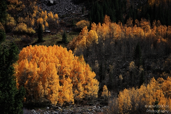 American_Aspen_Populus_Tremuloides_In_Autumn_Maroon_Bells_Aspen_Colorado_Western_USA_Nature_Photography_Canon_EOS_R5_Mark_II_2025_049.JPG