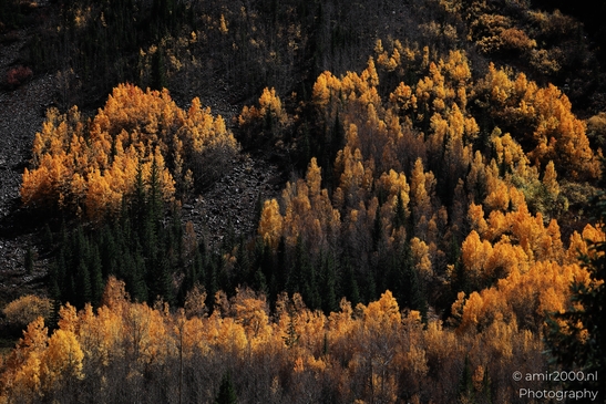 American_Aspen_Populus_Tremuloides_In_Autumn_Maroon_Bells_Aspen_Colorado_Western_USA_Nature_Photography_Canon_EOS_R5_Mark_II_2025_050.JPG