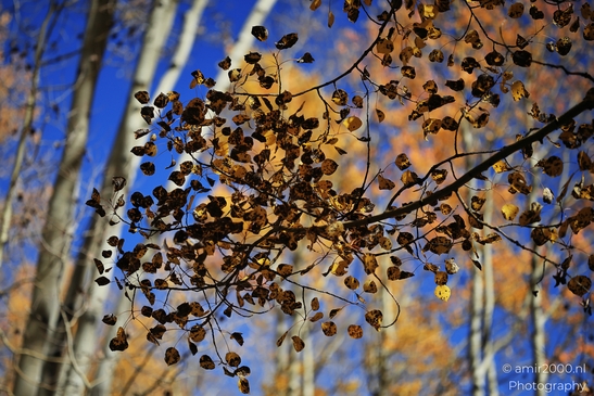 American_Aspen_Populus_Tremuloides_In_Autumn_Maroon_Bells_Aspen_Colorado_Western_USA_Nature_Photography_Canon_EOS_R5_Mark_II_2025_052.JPG