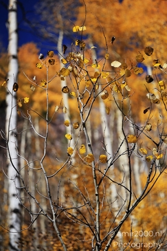 American_Aspen_Populus_Tremuloides_In_Autumn_Maroon_Bells_Aspen_Colorado_Western_USA_Nature_Photography_Canon_EOS_R5_Mark_II_2025_053.JPG