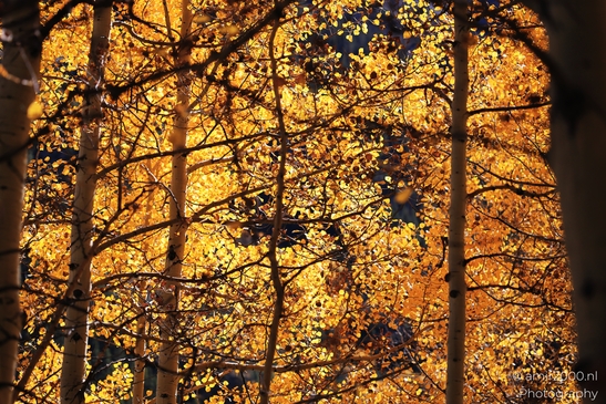 American_Aspen_Populus_Tremuloides_In_Autumn_Maroon_Bells_Aspen_Colorado_Western_USA_Nature_Photography_Canon_EOS_R5_Mark_II_2025_054.JPG