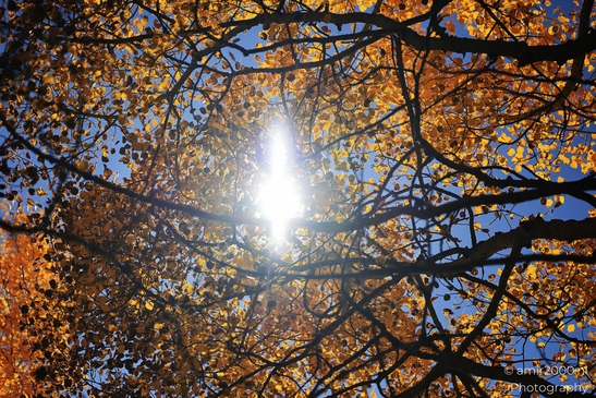 American_Aspen_Populus_Tremuloides_In_Autumn_Maroon_Bells_Aspen_Colorado_Western_USA_Nature_Photography_Canon_EOS_R5_Mark_II_2025_055.JPG