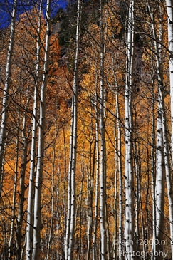 American_Aspen_Populus_Tremuloides_In_Autumn_Maroon_Bells_Aspen_Colorado_Western_USA_Nature_Photography_Canon_EOS_R5_Mark_II_2025_056.JPG