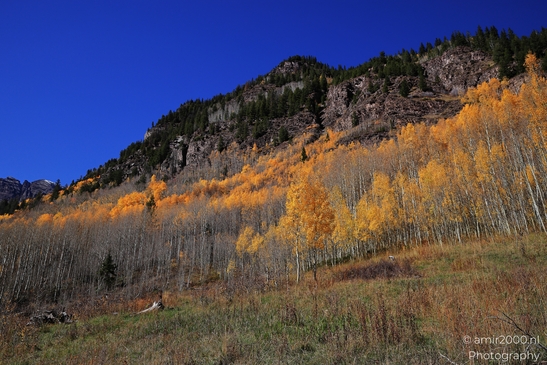 American_Aspen_Populus_Tremuloides_In_Autumn_Maroon_Bells_Aspen_Colorado_Western_USA_Nature_Photography_Canon_EOS_R5_Mark_II_2025_057.JPG