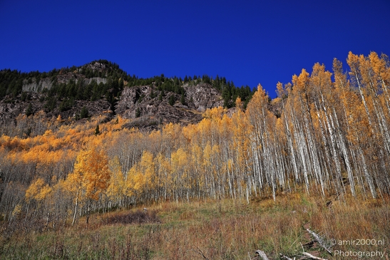 American_Aspen_Populus_Tremuloides_In_Autumn_Maroon_Bells_Aspen_Colorado_Western_USA_Nature_Photography_Canon_EOS_R5_Mark_II_2025_058.JPG