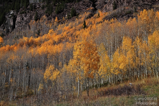 American_Aspen_Populus_Tremuloides_In_Autumn_Maroon_Bells_Aspen_Colorado_Western_USA_Nature_Photography_Canon_EOS_R5_Mark_II_2025_059.JPG