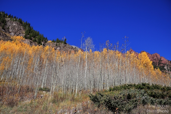 American_Aspen_Populus_Tremuloides_In_Autumn_Maroon_Bells_Aspen_Colorado_Western_USA_Nature_Photography_Canon_EOS_R5_Mark_II_2025_060.JPG