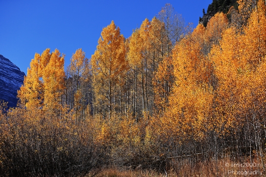 American_Aspen_Populus_Tremuloides_In_Autumn_Maroon_Bells_Aspen_Colorado_Western_USA_Nature_Photography_Canon_EOS_R5_Mark_II_2025_061.JPG