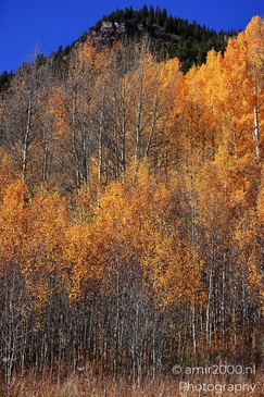 American_Aspen_Populus_Tremuloides_In_Autumn_Maroon_Bells_Aspen_Colorado_Western_USA_Nature_Photography_Canon_EOS_R5_Mark_II_2025_062.JPG