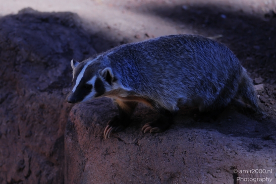 American_Badger_On_Rock_Bearizona_Wildlife_Park_Arizona_Animal_Photography_Western_Usa_Nature_Photography_Canon_EOS_R5_Mark_II_2025_001.JPG