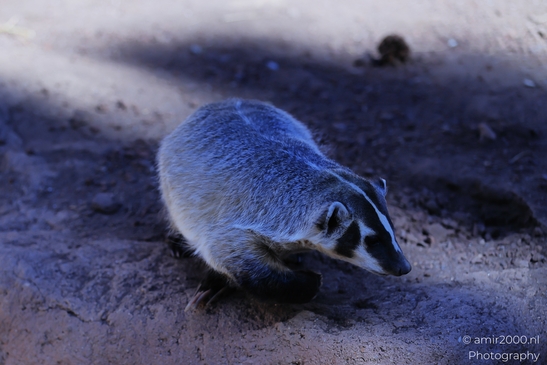 American_Badger_On_Rock_Bearizona_Wildlife_Park_Arizona_Animal_Photography_Western_Usa_Nature_Photography_Canon_EOS_R5_Mark_II_2025_002.JPG