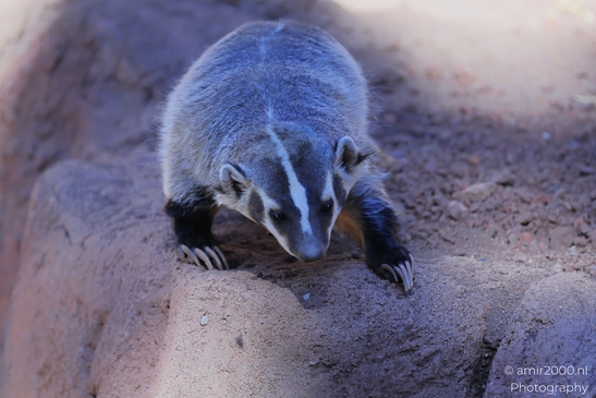 American_Badger_On_Rock_Bearizona_Wildlife_Park_Arizona_Animal_Photography_Western_Usa_Nature_Photography_Canon_EOS_R5_Mark_II_2025_003.JPG