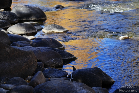 American_Dipper_Water_Ouzel_In_Eagle_River_Nature_Preserve_Colorado_Birds_Photography_water_Photography_Canon_EOS_R5_Mark_II_2025_001.JPG