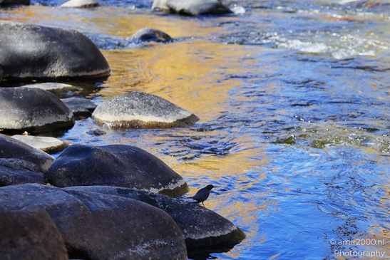 American_Dipper_Water_Ouzel_In_Eagle_River_Nature_Preserve_Colorado_Birds_Photography_water_Photography_Canon_EOS_R5_Mark_II_2025_004.JPG