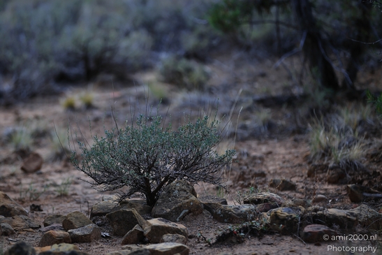 Ancient_Pueblo_Ruins_in_Mesa_Verde_National_Park_Colorado_USA_Western_USA_Nature_Photography_Canon_EOS_R5_Mark_II_2025_052.JPG