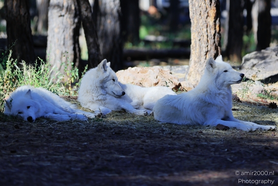 Arctic_Wolves_Bearizona_Wildlife_Park_Arizona_Animal_Photography_Western_Usa_Nature_Photography_Canon_EOS_R5_Mark_II_2025_001.JPG