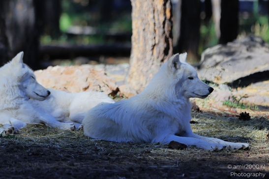 Arctic_Wolves_Bearizona_Wildlife_Park_Arizona_Animal_Photography_Western_Usa_Nature_Photography_Canon_EOS_R5_Mark_II_2025_002.JPG