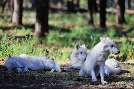 Arctic_Wolves_Bearizona_Wildlife_Park_Arizona_Animal_Photography_Western_Usa_Nature_Photography_Canon_EOS_R5_Mark_II_2025_003.JPG