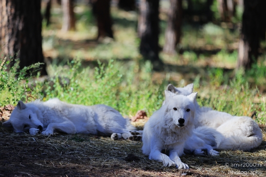 Arctic_Wolves_Bearizona_Wildlife_Park_Arizona_Animal_Photography_Western_Usa_Nature_Photography_Canon_EOS_R5_Mark_II_2025_004.JPG