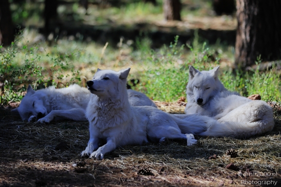 Arctic_Wolves_Bearizona_Wildlife_Park_Arizona_Animal_Photography_Western_Usa_Nature_Photography_Canon_EOS_R5_Mark_II_2025_006.JPG