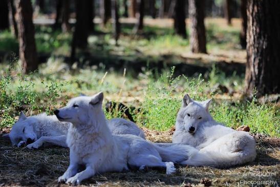 Arctic_Wolves_Bearizona_Wildlife_Park_Arizona_Animal_Photography_Western_Usa_Nature_Photography_Canon_EOS_R5_Mark_II_2025_007.JPG