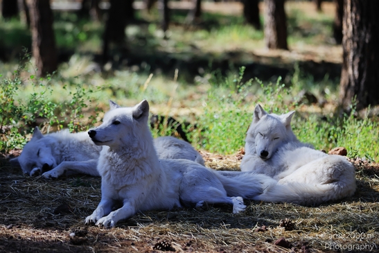 Arctic_Wolves_Bearizona_Wildlife_Park_Arizona_Animal_Photography_Western_Usa_Nature_Photography_Canon_EOS_R5_Mark_II_2025_008.JPG