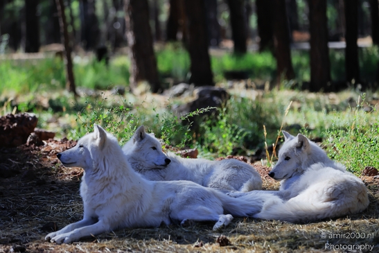 Arctic_Wolves_Bearizona_Wildlife_Park_Arizona_Animal_Photography_Western_Usa_Nature_Photography_Canon_EOS_R5_Mark_II_2025_009.JPG