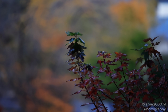A close-up of autumn foliage against colorful backdrop near Avon Eagle County Colorado. image from year 2025 #1