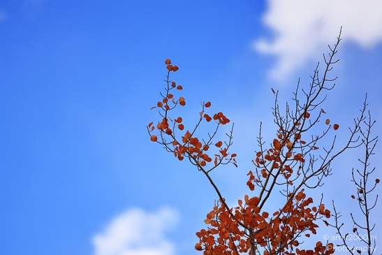 An autumnal tree displays its fiery foliage in front of a bright backdrop. image from year 2025 #1