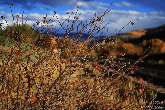 Autumn foliage on shrubbery near the Western USA's Nottingham Park. image from year 2025 #11
