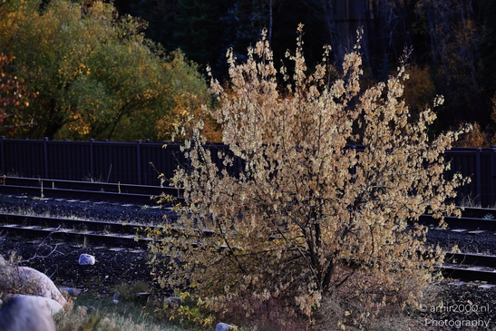 Autumn foliage on bush beside railroad and fence in countryside setting. image from year 2025 #15
