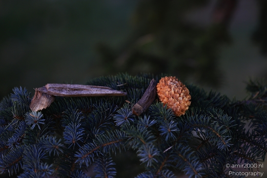 An orange pine cone sits among blue-green fir branches against an out-of-focus backdrop of autumn image from year 2025 #16