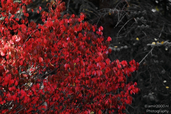 Red foliage on shrubbery with dark background and hints of yellow leaves. image from year 2025 #17