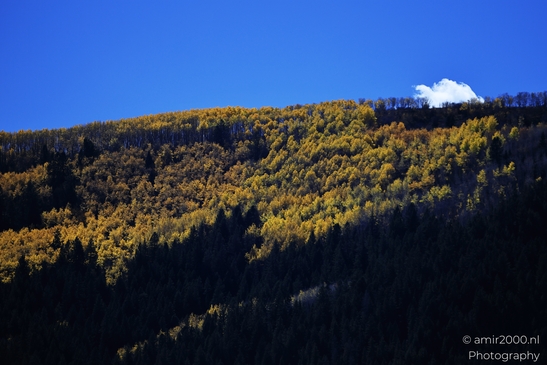 Autumnal_Aspen_Grove_Around_Avon_Eagle_County_Colorado_Western_USA_Nature_Photography_Canon_EOS_R5_Mark_II_2025_010.JPG