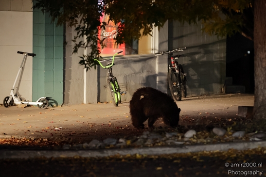 Bear_In_A_Tree_At_Night_Avon_Eagle_County_Colorado_Animal_Photography_Western_USA_Nature_Photography_Canon_EOS_R5_Mark_II_2025_003.JPG