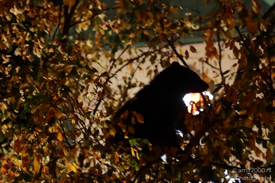 Bear_In_A_Tree_At_Night_Avon_Eagle_County_Colorado_Animal_Photography_Western_USA_Nature_Photography_Canon_EOS_R5_Mark_II_2025_005.JPG