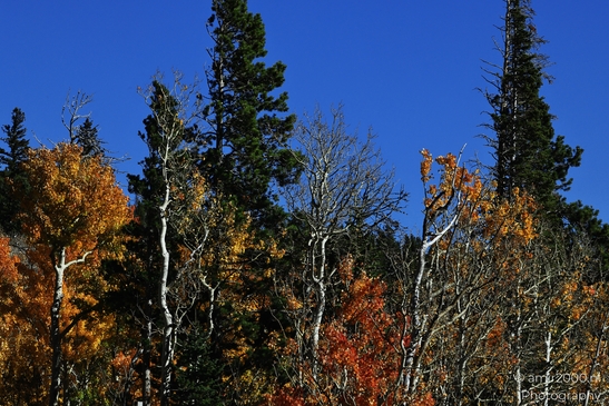 Bear_Lake_During_Autumn_Sunny_Day_Rocky_Mountain_National_Park_Colorado_Western_USA_Nature_Photography_Canon_EOS_R5_Mark_II_2025_010.JPG