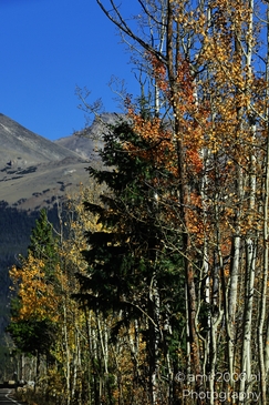 Bear_Lake_Road_During_Autumn_Foliage_Rocky_Mountain_National_Park_Colorado_Western_USA_Nature_Photography_Canon_EOS_R5_Mark_II_2025_005.JPG