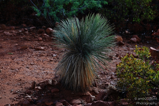 Bell_Rock_Hike_Loop_Sedona_Arizona_USA_Western_USA_Nature_Photography_Canon_EOS_R5_Mark_II_2025_002.JPG