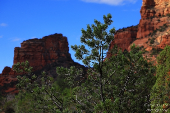 Bell Rock Hike Loop The tree is located near Bell Rock on a hike loop in Sedona, Arizona image from year 2025 #10