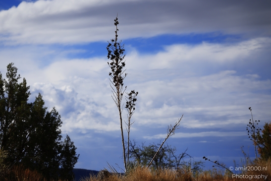 Bell Rock Hike Loop A plant stands out against the sky in Sedona Arizona USA image from year 2025 #15
