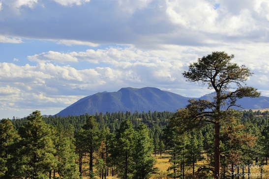 Between_Flagstaff_to_Williams_Arizona_USA_Western_Usa_Nature_Photography_Canon_EOS_R5_Mark_II_2025_013.JPG