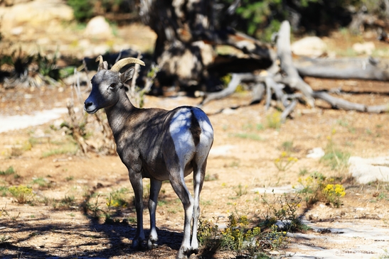 Bighorn_sheep_standing_alert_in_sunlit_desert_clearing_in_Grand_Canyon_Animal_Photography_Western_Usa_Nature_Photography_Canon_EOS_R5_Mark_II_2025_002.JPG